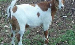 Several nice spring doelings left for sale as well as a few adult does
Beautiful red polled spring wether
http://www.jamcinranch.com/