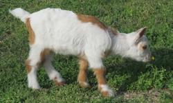 Sensational Spring Kids Ready soon!
http://www.jamcinranch.com/
Prices start at $75 for wethers.