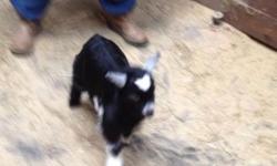 MYOTONIC (FAINTING) GOAT DOELINGS AND BUCKLINGS FOR SALE MGR REGISTERED 250.00 EACH