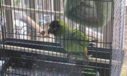 I live in a apartment and would like to rehome my Nanday conure, he/she is too loud. I am asking 200 or would like to trade for a sun conure. Cilli is very sweet but seems like he/she wants you to stay right in front of the cage all day. Does not come