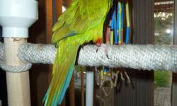 3 year old Nanday Conure. He is tame and can be handled. Loves to sit on your shoulder. Loves to dance, and will talk a little bit. Not a screecher - he will 'call out' to you once in awhile if you leave the room to see where you went. He would be ok home