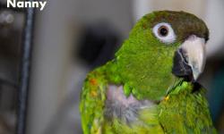 Bobby is a 10 year old nanday conure. He is very quiet for a conure. He likes to say Bobby is a pretty bird. He takes a few days to warm up to you but once he does he loves to be with you. He is with other birds now but would love to be an only too. He
