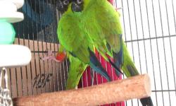 nice pair of Nanday Conure birds, without cage proven pair with talking capability's, 5 years old
the pair is not Aggressive or Noisy and low Maintenance
Willing to consider Trade for smaller proven pair of birds G.C. Conure, Painted, Turquoise, Crimson