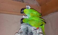 I have 2 really pretty nanday conures. They are siblings, but I have not had them sexed. They will not be seperated. They will stay together. Hatch date is 4/4/12 (I have hatch certificates). They are very tame and people friendly. They do not talk yet.