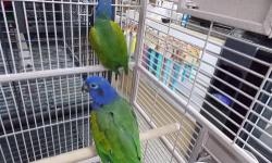 Trade/Buy
Mealy - need to trade 2 females for 2 males or buy 5 males
Jenday - need to trade 2 females for 2 males or buy 4 males.
also would like to buy pair M/F of Bronze Wing Pionus. All birds must be adults with closed band or DNA tattoo.
Let me know