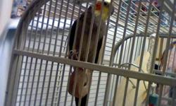 This parakeet is 8-9 years old. Knows his name (Falco) as well as many other words, though often he mutters them to himself in a low, almost robotic tone. Playful and easily handled, doesn't bite often though can be wary of strangers or completely