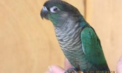 Green Cheek Conure-Turquoise Color Mutation. Make excellent long term companion and have ability to talk. Tested for PFBD and Chlamydia and Polyoma Vaccines. First two pictures is of bird already placed. Call to make your deposit to have one of my babies.