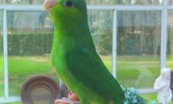 This is the most beautiful new line of Green Rump parrotlets we have seen. She is tame and friendly, stepping up and kissing and snuggling with you all day long.
We deliver anywhere in the USA. The largest selection of pet parrotlets in all of Florida.
