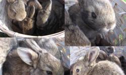 First time New Zealand Red mom delivered eight babies 7/6/13. Dad was half lionhead, half mini lop (sold). I expect the babies to be in the 4-7 pound range. There are three agouti (brown) left to choose from, one with lionhead fur, two with lop ears, one