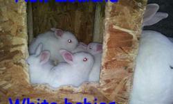 I have four 9 week old new Zealand white rabbits for sale $15 each or all for $50. Does and Bucks They are all around three pounds. Both parents are pedigreed. Pedigrees are available. .. I am located in Roseville Ohio about 20 minutes from Zanesville