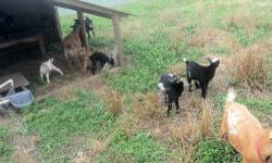 I have 3 male Nigerian Dwarf Goats. They can be registered for extra cash. Good milking lines. Great temperament towards humans.
Call if interested
478-227-3237