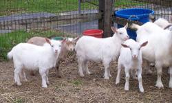 *** BABY GOATS ***
3 Nigerian Dwarf baby boys.
Have their first set of CDT shots, Disbutted and wethered.
Twins born Sept. 6th
Twins born Sept 12th and polled. ( one is SOLD )
Very Healthy and Friendly
and ready for their new home.
$75 each /cash only