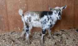 Late spring kids, a few adult does and breeding buck.
Add some color to your herd!
$150-$250 each.
ALL disbudded, vaccinated, wormed and tattooed.
BLUE EYES!!!
Can be double registered ADGA & AGS.