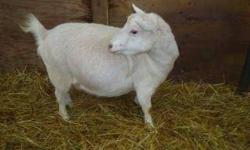 Full nigerian dwarf doe, in milk. Had triplets in January. She is 3 years old and has had 3 pregnancies, 2 sets of triplets, 1 set of twins, is UTD on shots, is de-horned. She looks white from a distance but up close looks like light tan. She is a super