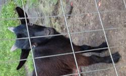 Nigerian Dwarf male goat. He is 6months old. Black with blue eyes. $50.00 Thanks, Pam 904/229-1605
This ad was posted with the eBay Classifieds mobile app.