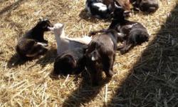 Several blue eyed Nigerian Dwarf kids to choose from. They were all born in November. They are ready to go now. There are 3 females and 9 males. The females sell fast. I will update the ad as any are sold.
Vaccinated for CDT (2 shot series completed)
