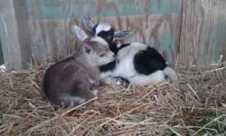 2 males and two female goat kids available. AGS registered. Disbudded. CAE/CL free herd. Females #1 light gold and white #2 tan and white. Males are all black and white with different patterns. Males can be picked up intact or wethered (castrated). $200