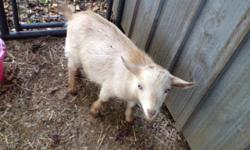 We have 4 available goats, two males (intact) and two females, all under a year old. Males are about 7 months old females are 9 months old. Super friendly! Well socialized. The females where just in season and pretty sure they mated. Would make a great
