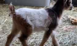 I have several Nigerian Dwarf Goats available. I have one doe in milk that can go with her twin doeling and weather or separated. I have two doelings available for $100 without papers or $250 with papers. I also have two weathers for $75 each or $100 for