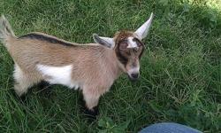 We are taking reservations for 2013 Nigerian Dwarf Goat kids! Most all of our kids sell by reservations so very few will be left to pick from! Get your name on the list NOW!
Our whole herd was CAE, CL & Johne's Disease NEGATIVE in Jan. 2012! Our priority