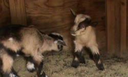 These were just born and will be ready in 6 weeks. Bucklings; disbudded and neutered $50.00 each. Doeling: Disbudded and AGS registerable $175.00 Some with blue eyes.