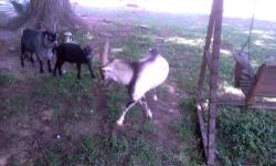 Nigerian Dwarf/Pygmy Goat Kids For Sale $50.00 each-- 3 Bucks, 1 Doe--
4 Months Old
1 Nigerian Dwarf Full Blooded Buck For Sale $75.00- 1 Year Old-Proven
1 Very Small Nigerian Dwarf Nanny For Sale $75.00 - 1 Year Old
1 Very Small Pygmy Nanny For Sale