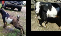 NMGA registered Nigerian Dwarf buck for sale. Polled (naturally hornless).Has sired very flashy kids, some polled. DOB 5/18/2010.
Tested for CAE/CL/Johnne's/Brucellosis and negative, copy of this will be given. $150.
Serious inquires only. Email me with