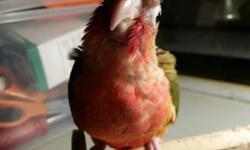 I have 2 normal pineapple green cheek conures, both are very sweet and cuddly...still being hand fed...A 50% deposit will hold until fully weaned..you may email, text, or call, 570-240-7268 Thank you for looking!!