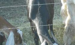 1 1/2 year old Nubian dairy goat with horns. Black with white spots. She comes from a good milker, and is also really sweet. Due to have spring babies! Contact me for more info!
Thank You!