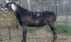 For Sale: Risin' Creek Lickity Snickets - http://www.adgagenetics.org/GoatDetail.aspx? Sweet natured buck that throws very stylish kids in an assortment of colors (black, his color and blue roan) and spots. Both his Dam and Sire's dam (SGCH Easter Lily -