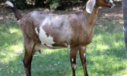 We are preparing to move and downsizing our animals. We have one nubian doe in milk who is 4 about 4 years old. She has tested negative for CL and CAE. She has kidded twice in the past very easily. She is milked twice a day and we get 1/2 gallon. $215 She
