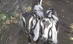 I have two male Nubian yearling whethers for sale. They are $200 for the pair and must go together as they are brothers. They are very friendly and were bottle fed. Great for brushers and/or pets. They are both black and white spotted and one has solid
