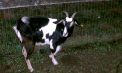 Hi, my name is Bonney and I am a Nubian/Pygmy Dairy goat, the black and while one below. I am a shy goat at first, but after I get to know you I am a nice girl. Don't let my horns intimidate you, I only use them to scratch myself, and play with other