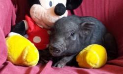 PRITI: $350 spay and pick up, $650 total shipped, Female, Nano Micro Mini Pig. Size and Health Guarantee in contract, Oinkdaddy Mini Pig Care Recommendations, Oinkdaddy Micro Mini Pig Care Monitoring with lifetime support and guidance, Testimonials and
