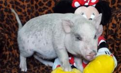 MACY: $375 with spay and pick up, $675 shipped on United PetSafe Female, Silver, Nano Micro Mini Piglet, 25-28 lbs when grown.
MACY is one gentle micro mini piglet that loves to cuddle, and be carried around the house. She is silver peach with freckles.