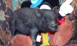 LANDAN: $850 deal neuter and pick up at ranch, $1150 total shipping, Tracked and Proven Micro Mini Pig Genetics, Testimonials and New Parent, Business, and Veterinarian References, Size and Health Guarantee in Contract, OINKdaddy Micro Mini Pig Care