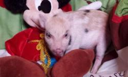 A True Teen Micro Mini Piglets is 13-19 lbs when grown. OINKDADDY has been supporting new parents and tracking micro mini pig genetics for many, many years. RECENT TESTIMONIALS AND REFERENCES ARE GLADLY PROVIDED.
Some of the great companion Teen Squeal
