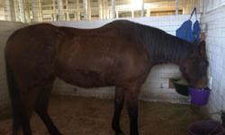 Older Thoroughbred Mare was rescued in January. She is gaining weight nicely now, seen the vet and farrier. She is getting back her energy and will be too much horse for my young daughter.
She is a very wonderful horse with lots of life left in her. Call