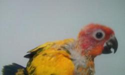 MUST BE ABLE TO HAND FEED. NO SHIPPING ON ONLY ONE BABY SUN CONURE