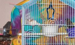 The society finches come with cage(no stand) complete. The Male society finch is white with brown spots. society finches are $35.00. The price is firm. 503-508-1848