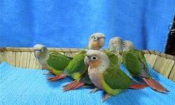 I have 2 Pineapple Green Cheek Conure babies. They are being hand fed and loved on alot. They are about 7 1/2 weeks old right now and will be ready to go to new homes in about another week. They are very active little birds and still love to snuggle. If