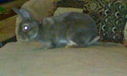 IF THE AD IS UP I STILL HAVE HER
8 week opal otter female mini rex very sweet likes being held comes with food hay treats and carrier to take her home in. Pictures of parents are attached $25, if interested text anytime. 513-435-4042