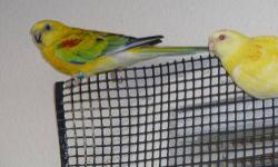 Opaline male, lutino hen pair of red rump parakeets. These birds are two years old and very ready to breed. They eat a variety of fruits and vegetables, seed and pellets. They are beautiful and healthy. Owner selling due to new regulations where he lives.