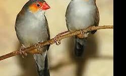 We have ORANGE-CHEEKED WAXBILLS for sale $3.99 ea.
We have over 100
We have shipping available via United Airlines and USPS Express Mail.
We accept Pay-Pal, Debit Cards and Credit Cards.
Visit us at www.ForestWonders.com
NO ONE COULD BEAT MY PRICES