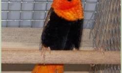 Hi, I have orange bishop weavers males for. $30 each and female with out color for $10 each, females will never get orange, only males. If you are interested in these exotic finches call/text 972-2014330.