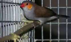 We sell finches wholesale to the Public, no minimum required. Looks us up on Facebook (Forest Wonders). We have shipping available via Continental/United and USPS for as low as $45.
We accept Pay-Pal, Credit Cards and Checks. Send me an email and I'll