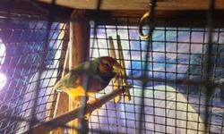 Proven pair Orange Head Gouldians. Good parents! Also have a lot of finch supplies to sell. Hard to get a good pic of them.