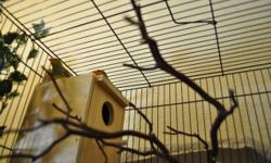 Breeding pair of OH star finches for sale. Young mature breeding pair. $150