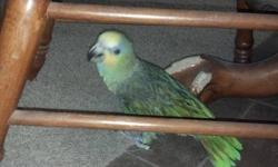 My husband & I are needing to re-home our orange winged amazon named Ziggy- we believe he is about 7 years old.
Ziggy loves his fruits/vegetables and especially his peanuts. He knows some words (love you, what). He had his wings clipped and nails trimmed