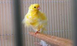 100% original big size Persian Frill male.
About 9 months old ready to mate
I'm asking $110 firm
Or will trade for pair of mosaics
Or will trade for American parakeets
Text: 818-851-1733
This ad was posted with the eBay Classifieds mobile app.